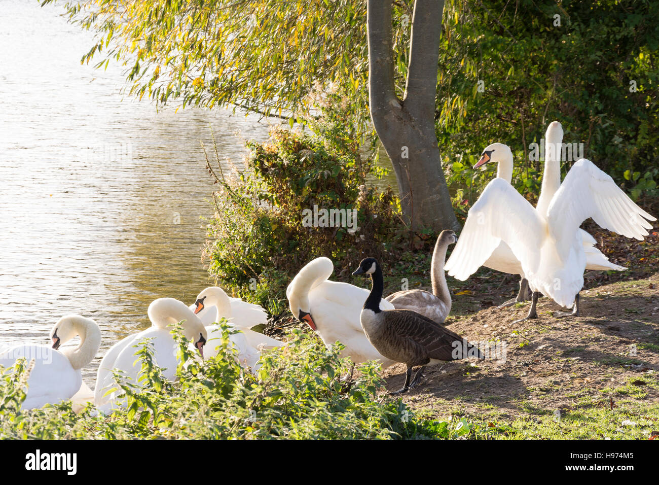 Swans on banks of River Thames, Windsor, Berkshire, England, United Kingdom Stock Photo