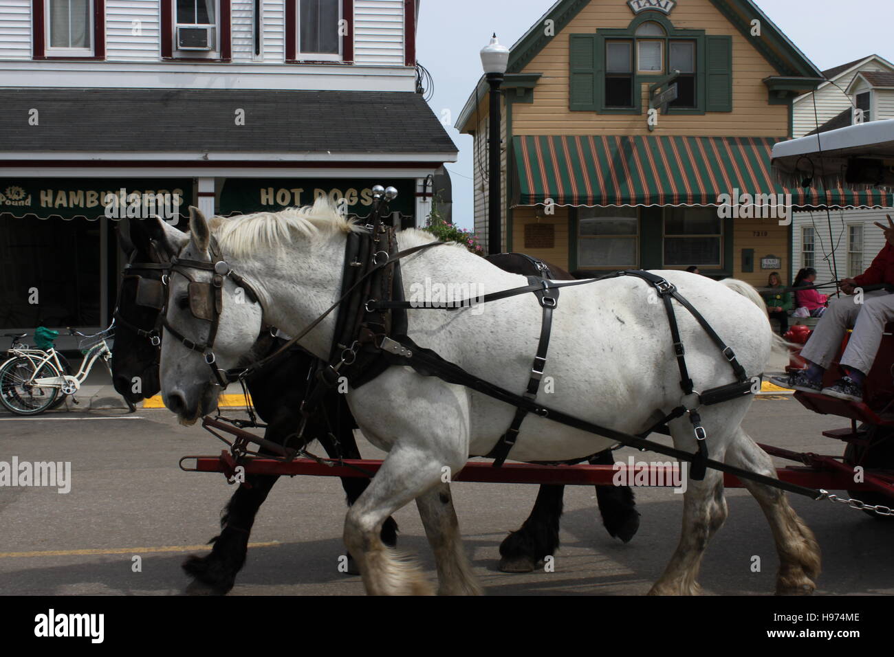 White Horse Pulling Carriage Stock Photos & White Horse Pulling