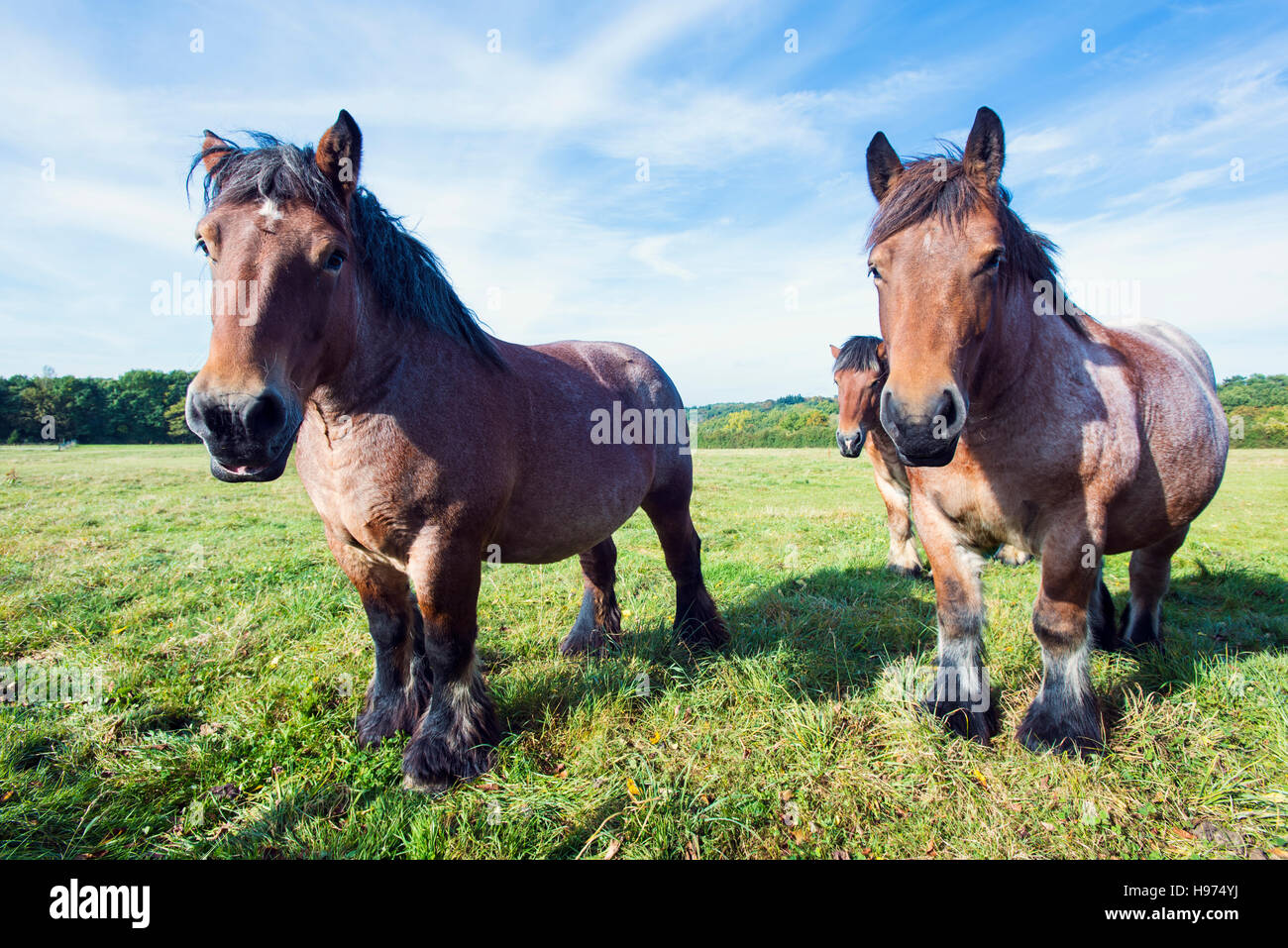 The Ardennes or Ardennais horses in a field in the Ardennes region of Belgium. Stock Photo