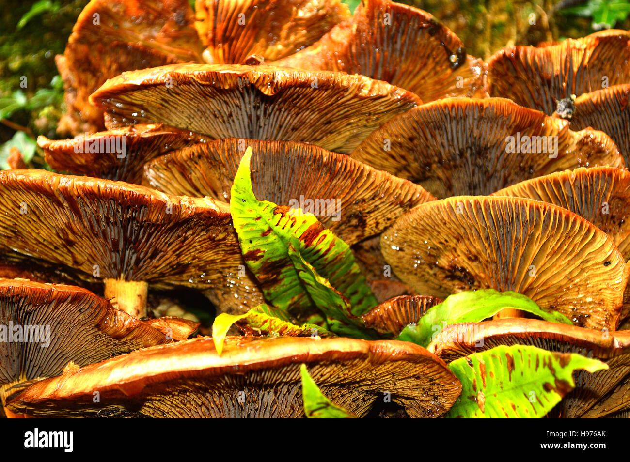 Gills, underside of a group of Toadstools Stock Photo