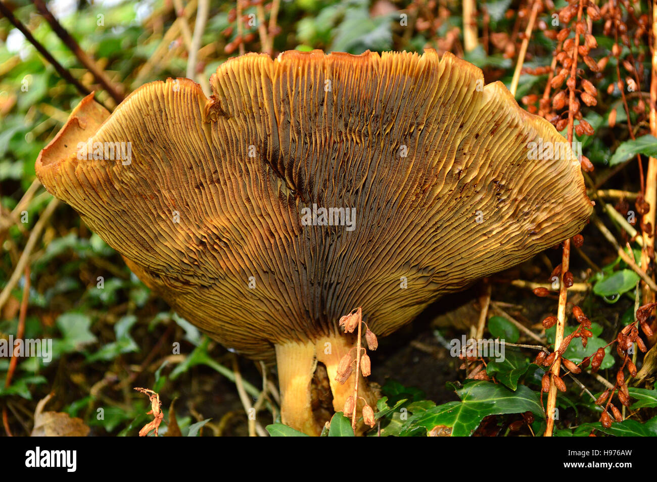 Underside of Toadstools, or Fungi, showing gills Stock Photo