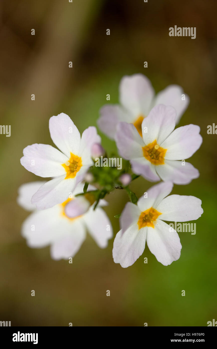 aquatic flower (Hottonia palustris) on blurred background Stock Photo