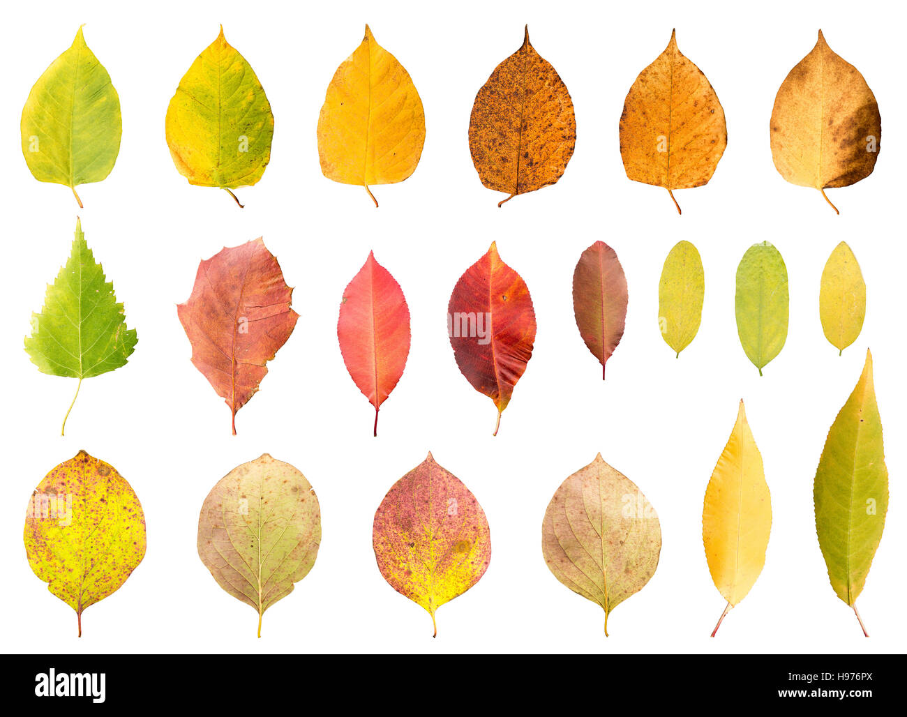 Collection of different leaves in different stades of withering ...