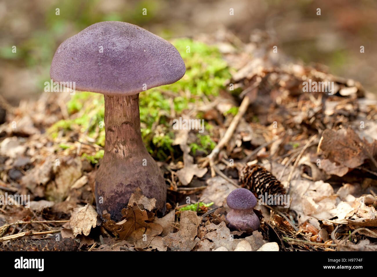 purple mushroom (Cortinarius violaceus) in dry leaf Stock Photo