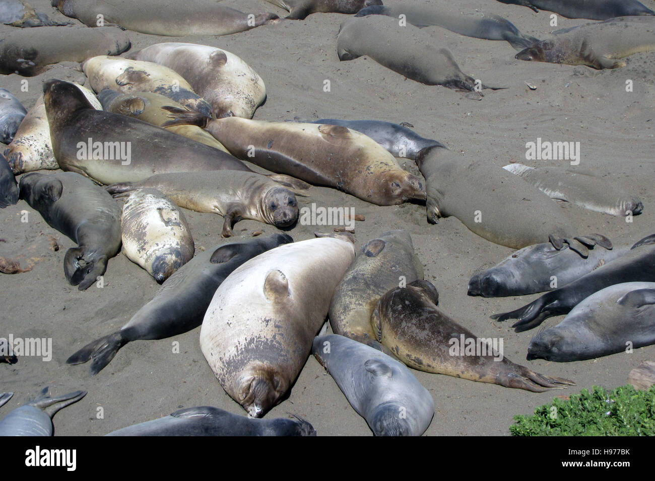Elephant seals in California Stock Photo Alamy