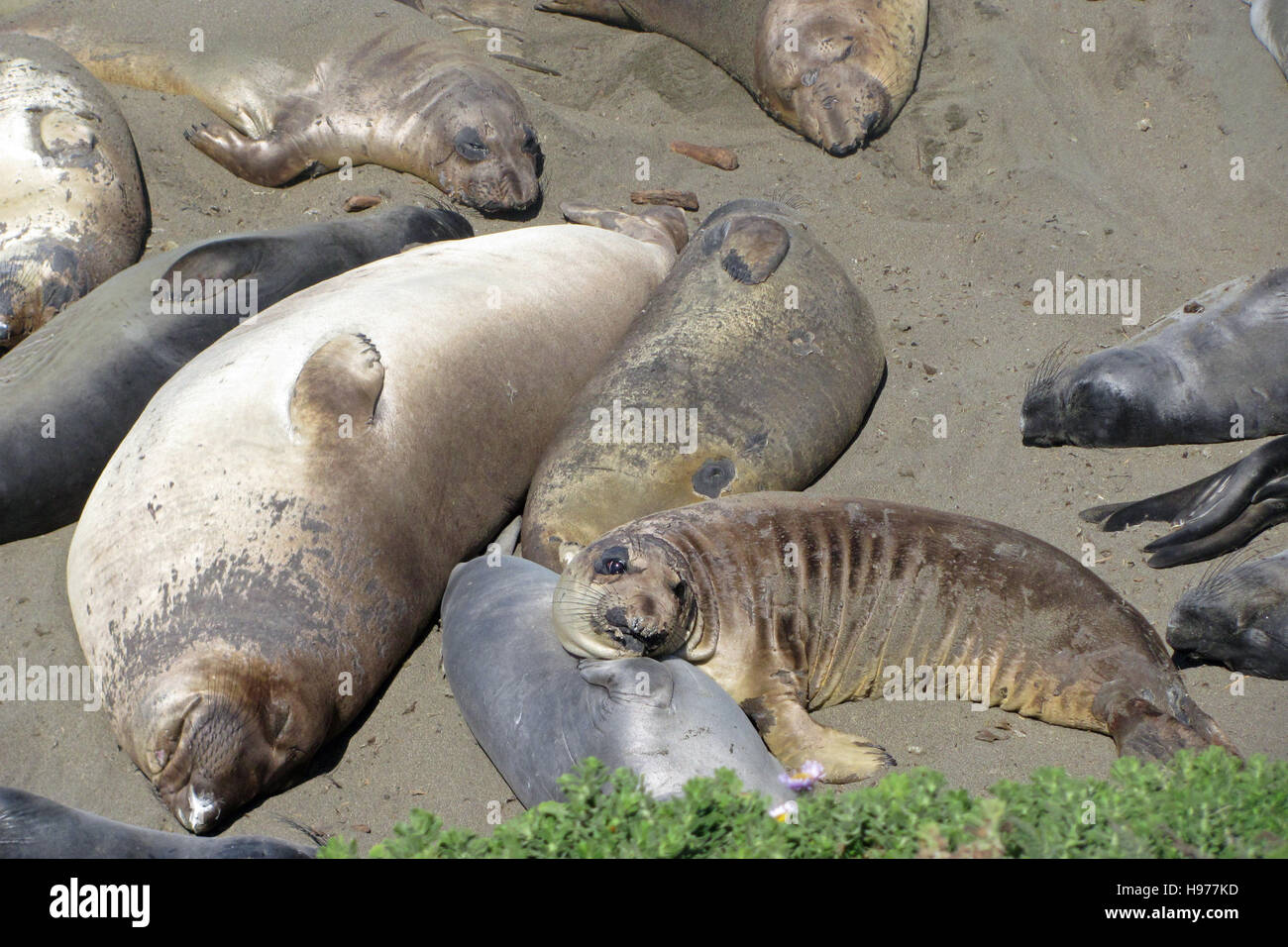 Elephant seals lying in San Miguel, California, USA Stock Photo