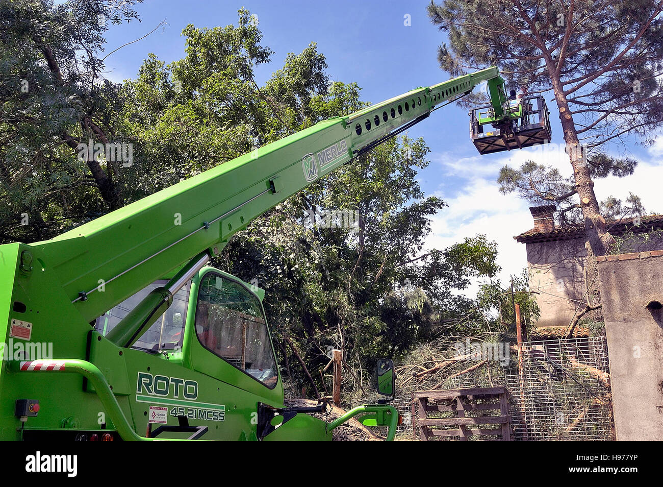 Pruning a large tree with a large nacelle Stock Photo Alamy