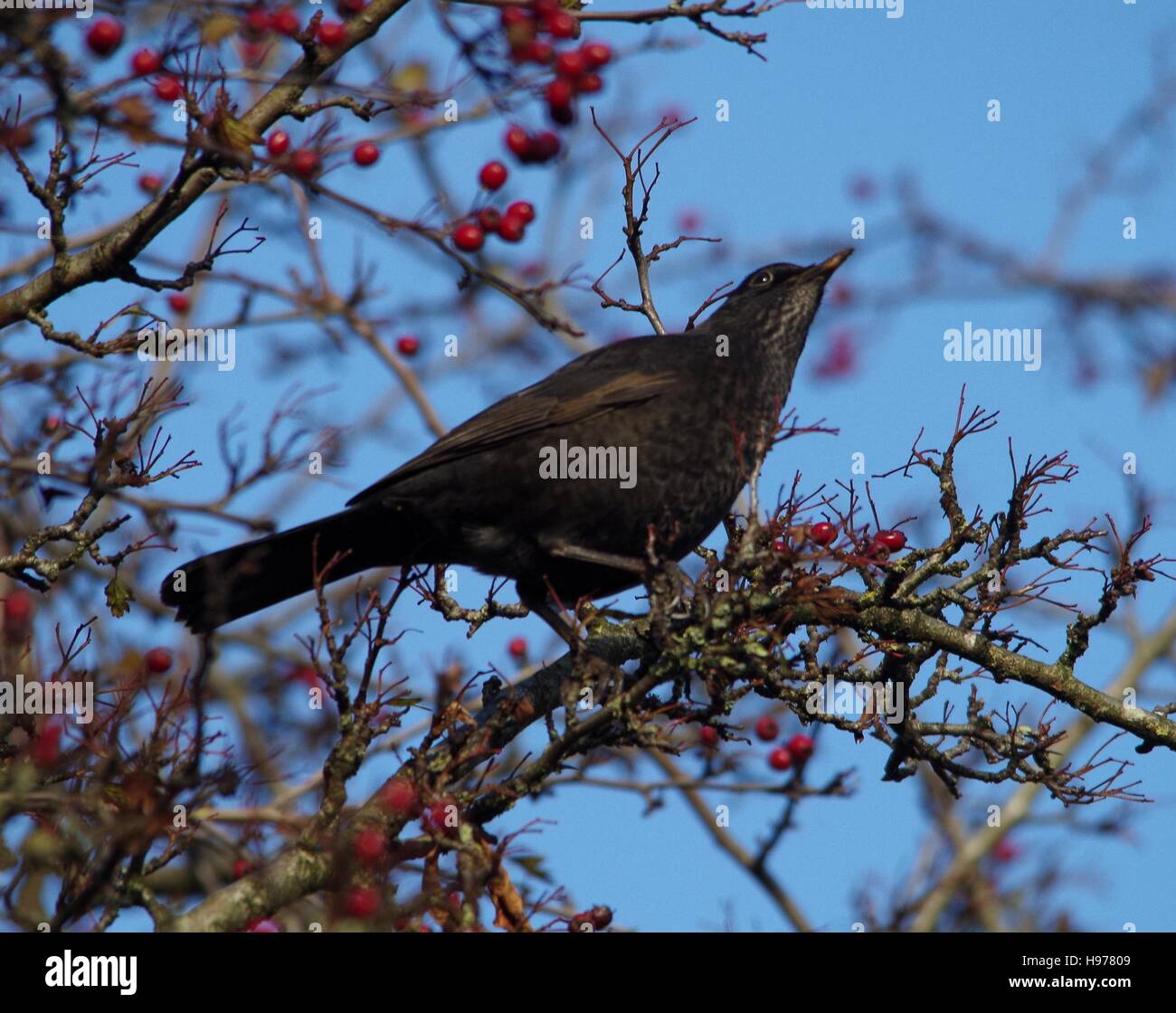 black bird in a tree Stock Photo