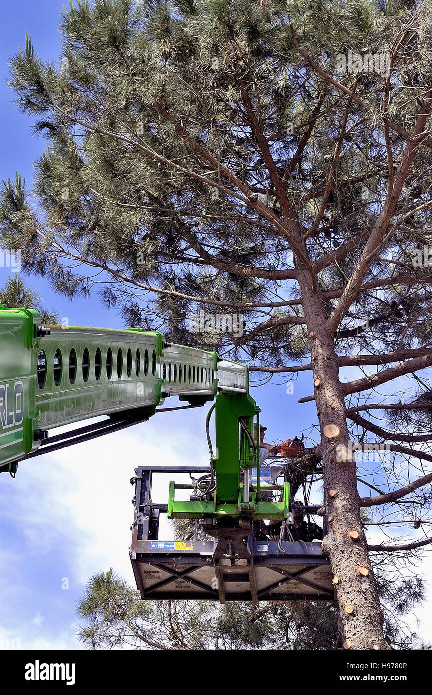 Pruning a large tree with a large nacelle Stock Photo Alamy