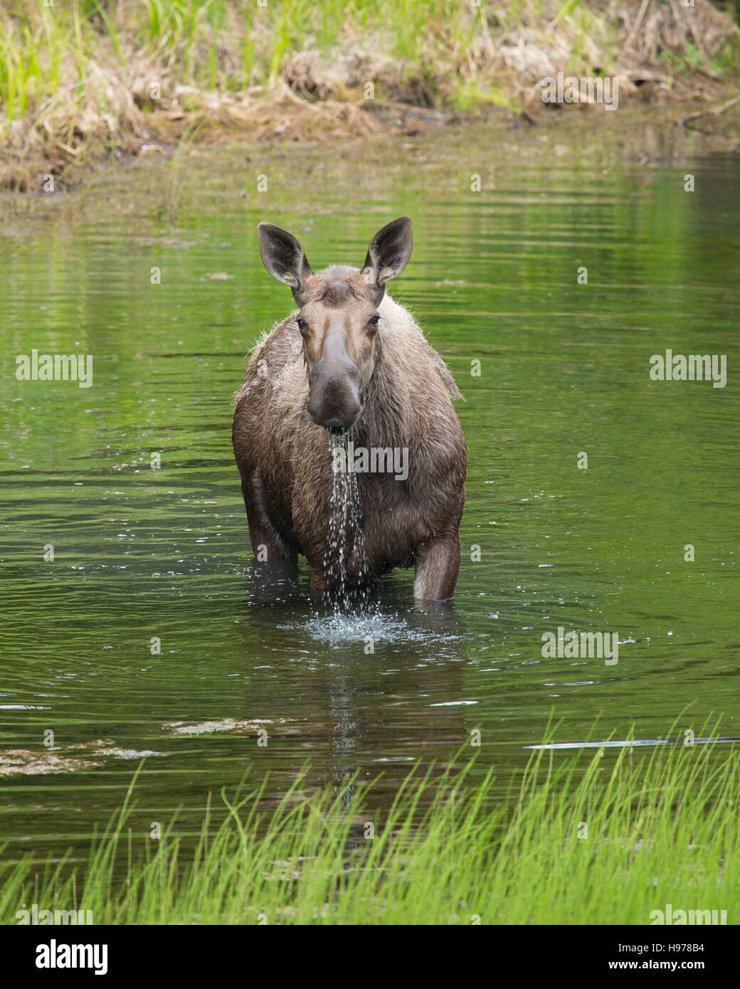 moose in alaska Stock Photo