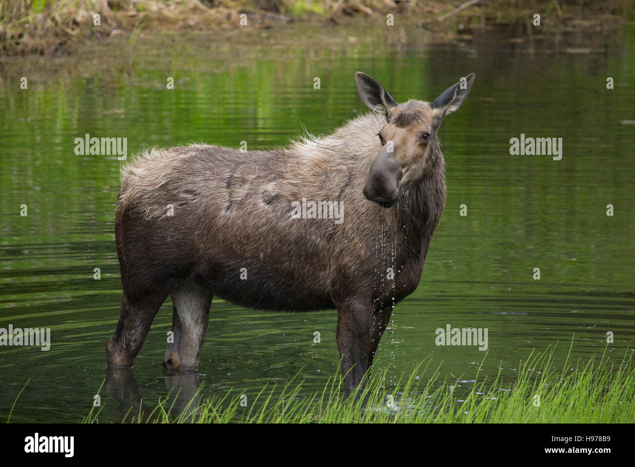 moose in alaska Stock Photo