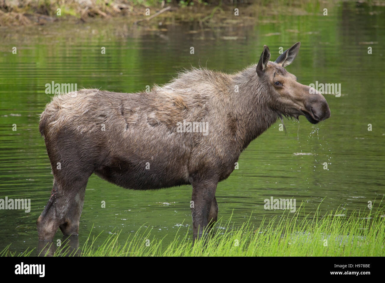 moose in alaska Stock Photo