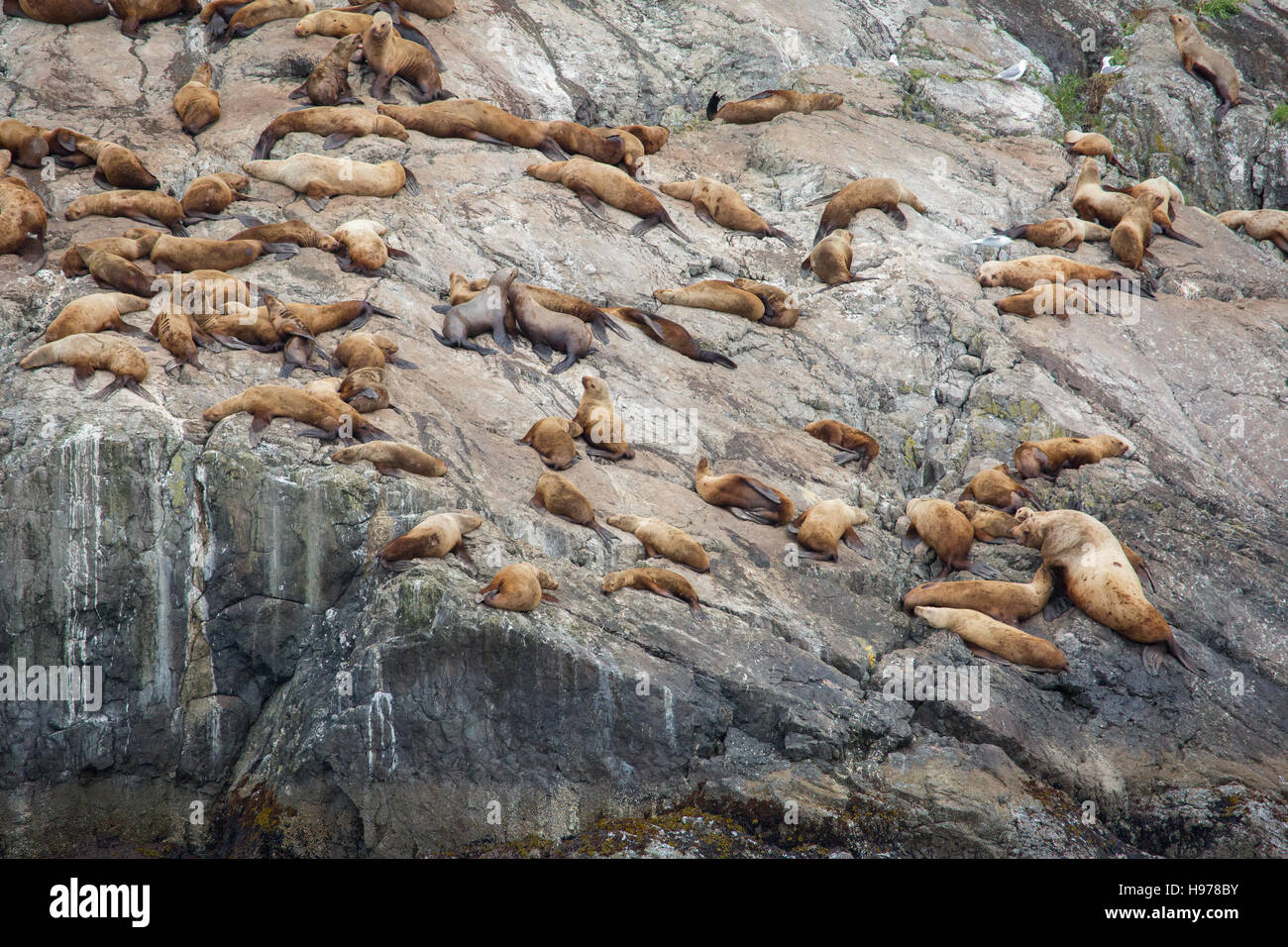 colony of seals in alaska Stock Photo Alamy