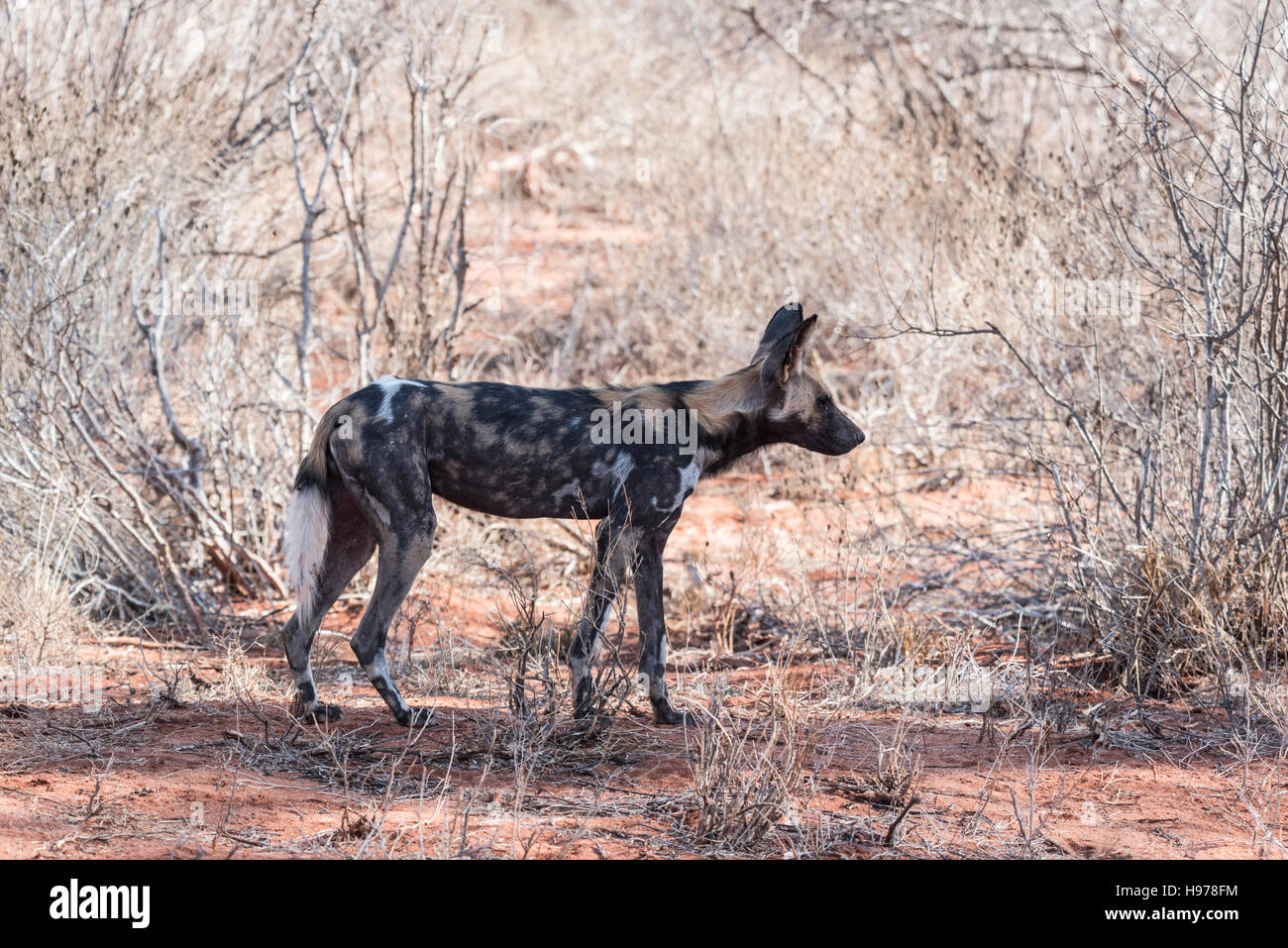 An African Wild Dog, one of a pack of 25+ seen driving through Tsavo