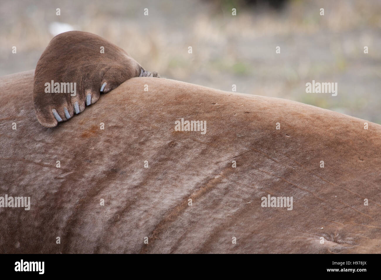 Large fur seal bull hi-res stock photography and images - Alamy