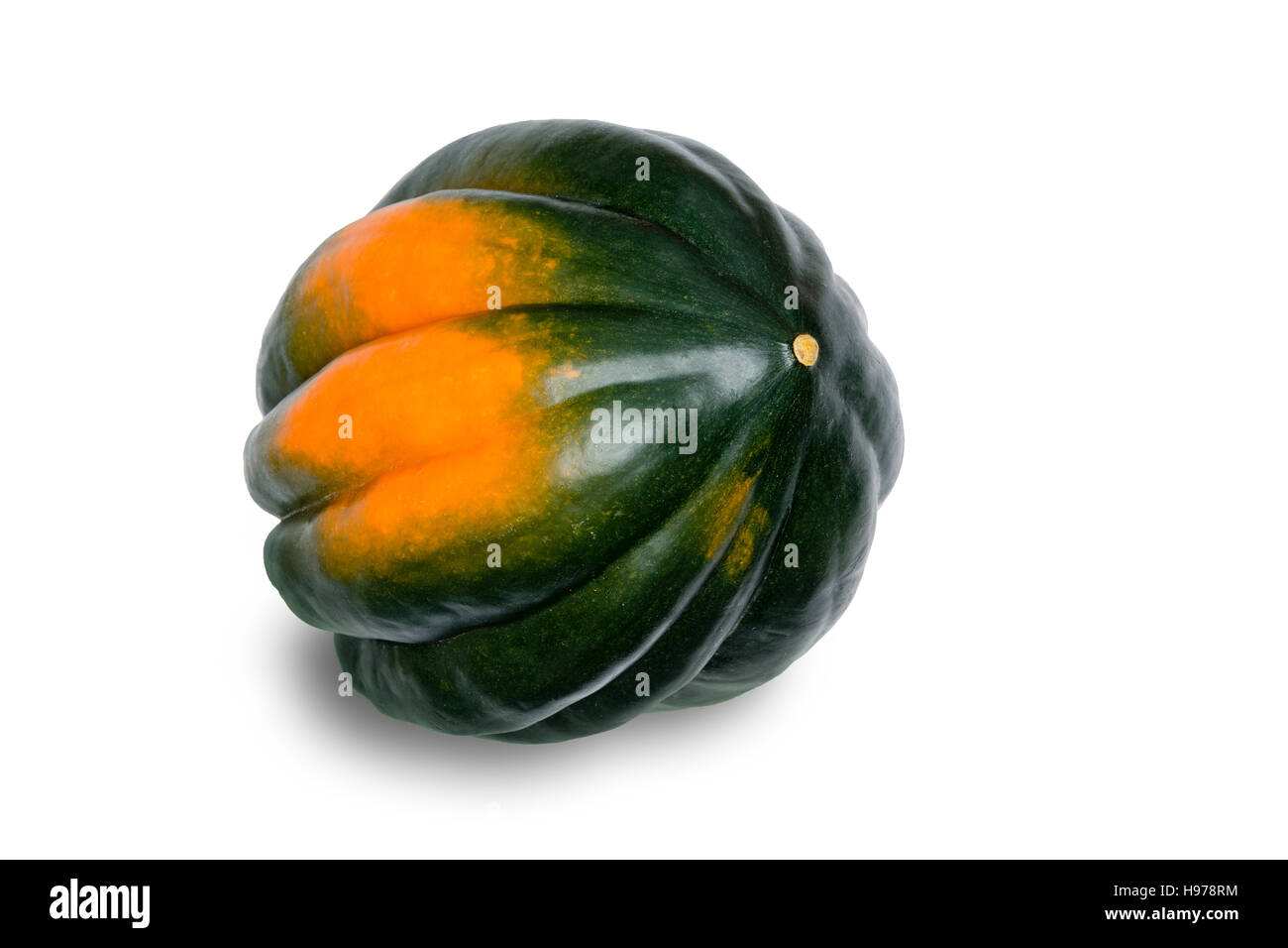 Close Up Still Life of Single Whole Acorn Squash with Green and Orange Skin in Silhouette on White Studio Background with Copy Space with View of Side Stock Photo
