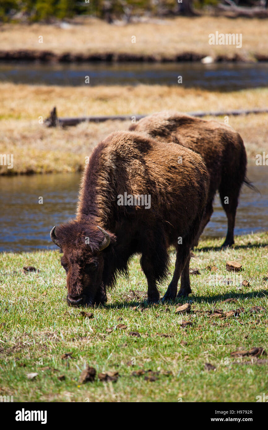 large bison in the landscape of yellowstone national park Stock Photo ...