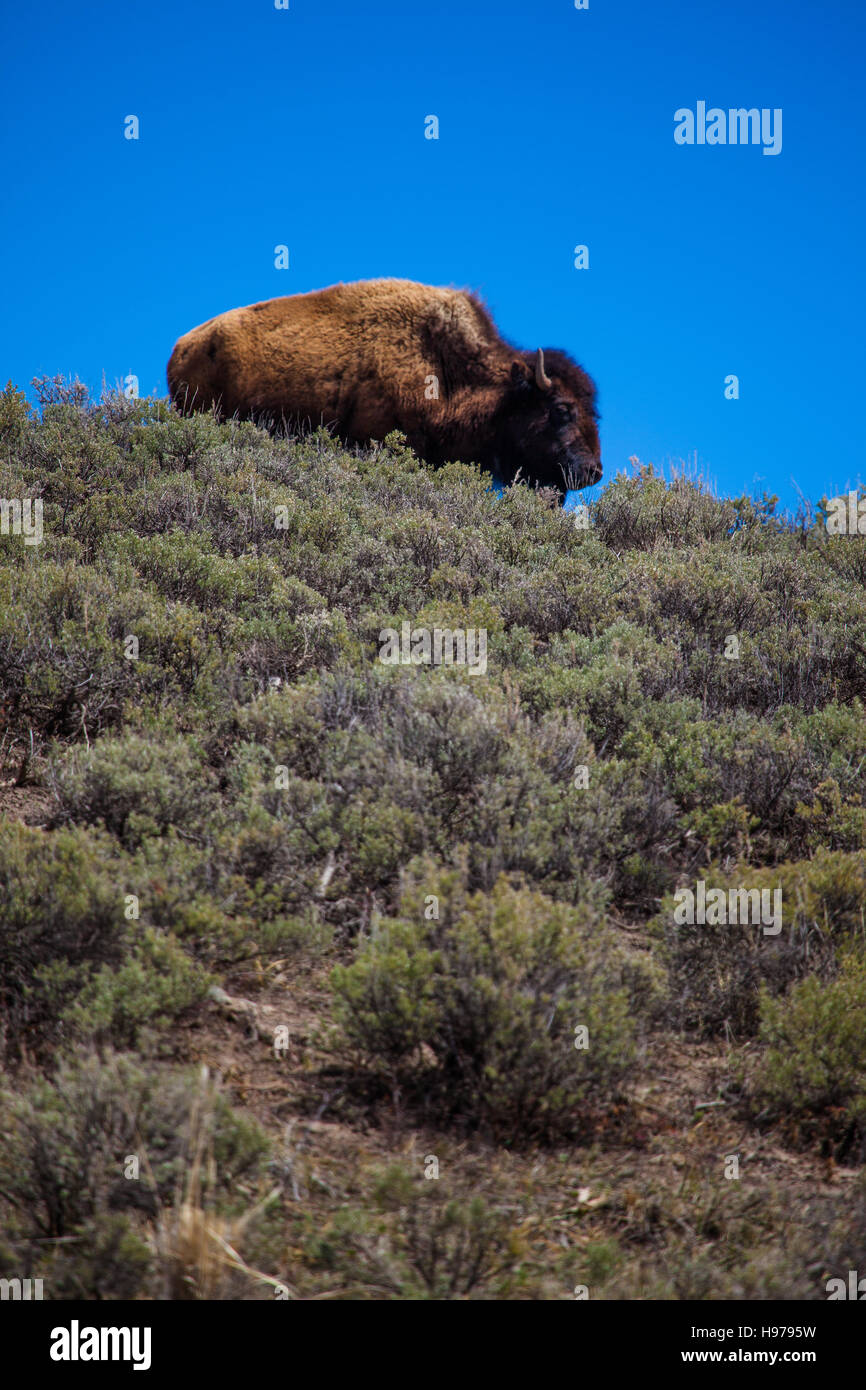 buffalo on a hill with clear blue sky Stock Photo Alamy