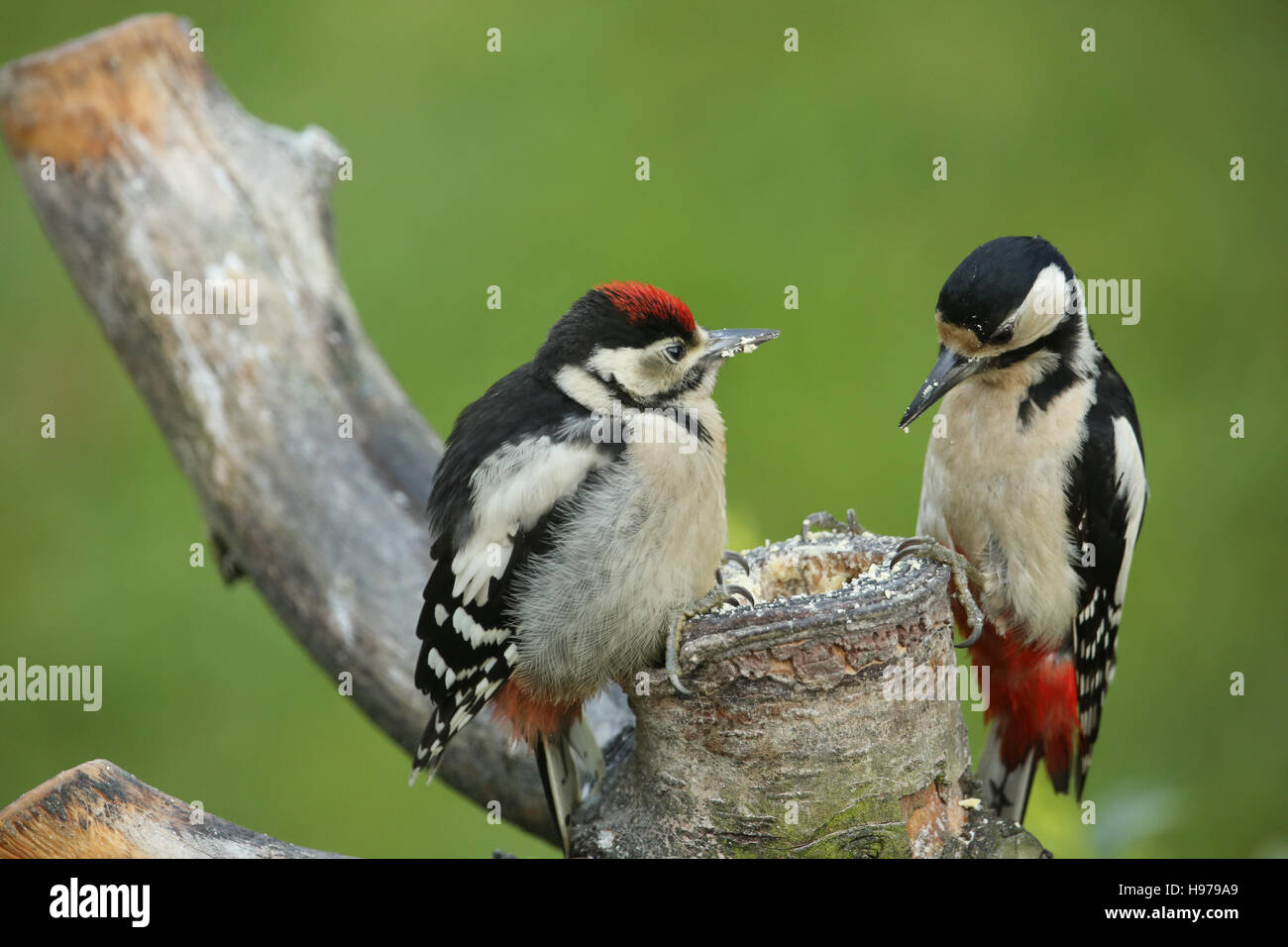 A cute baby Great spotted Woodpecker (Dendrocopos major) being fed by