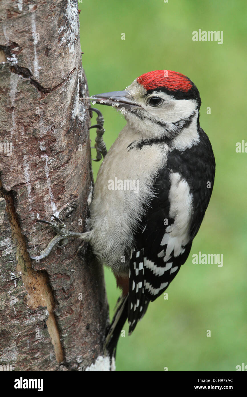 Baby woodpecker hi-res stock photography and images - Alamy