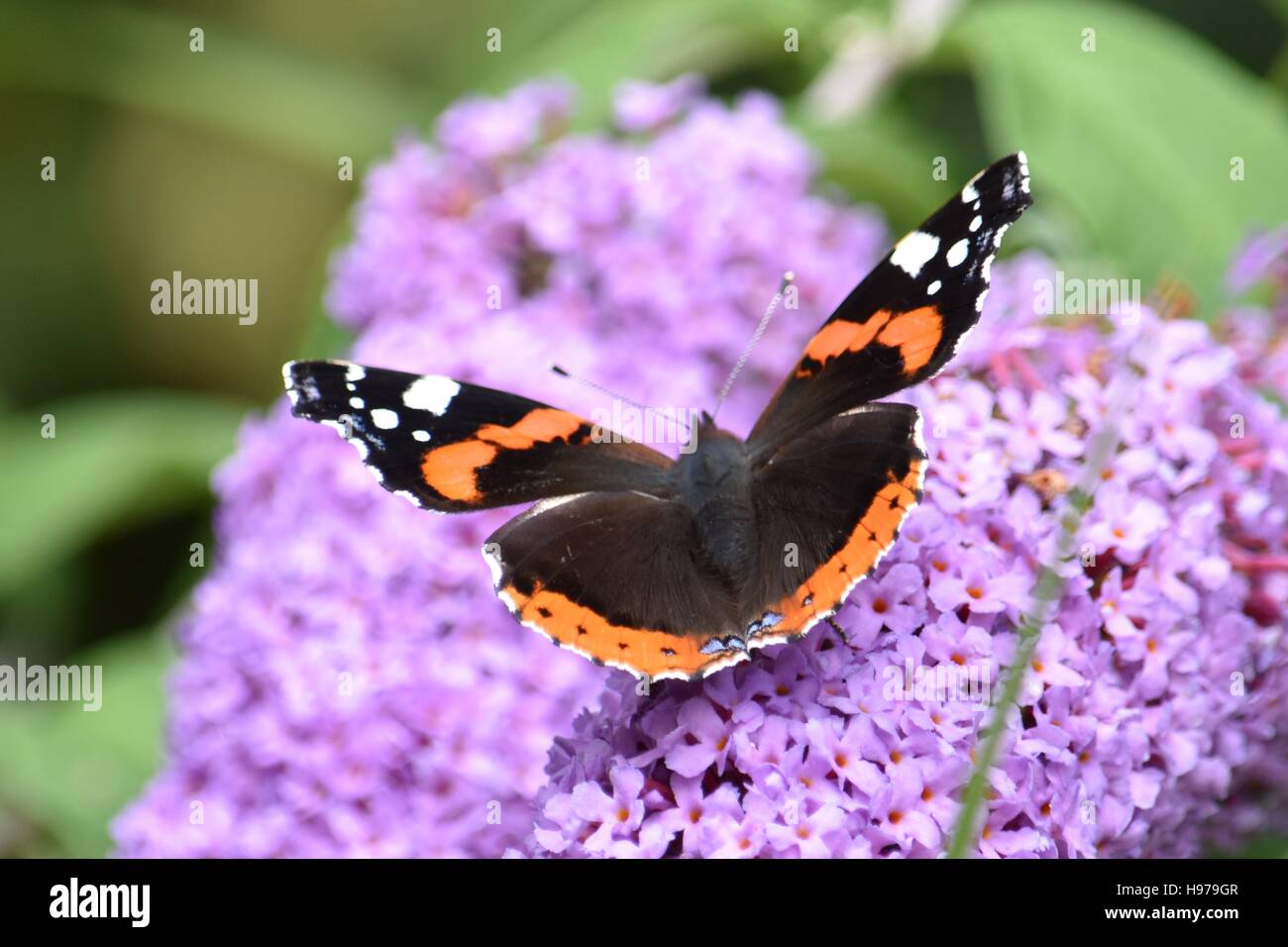 vlinder, atalanta, natuur, Nieuwpoort Stock Photo