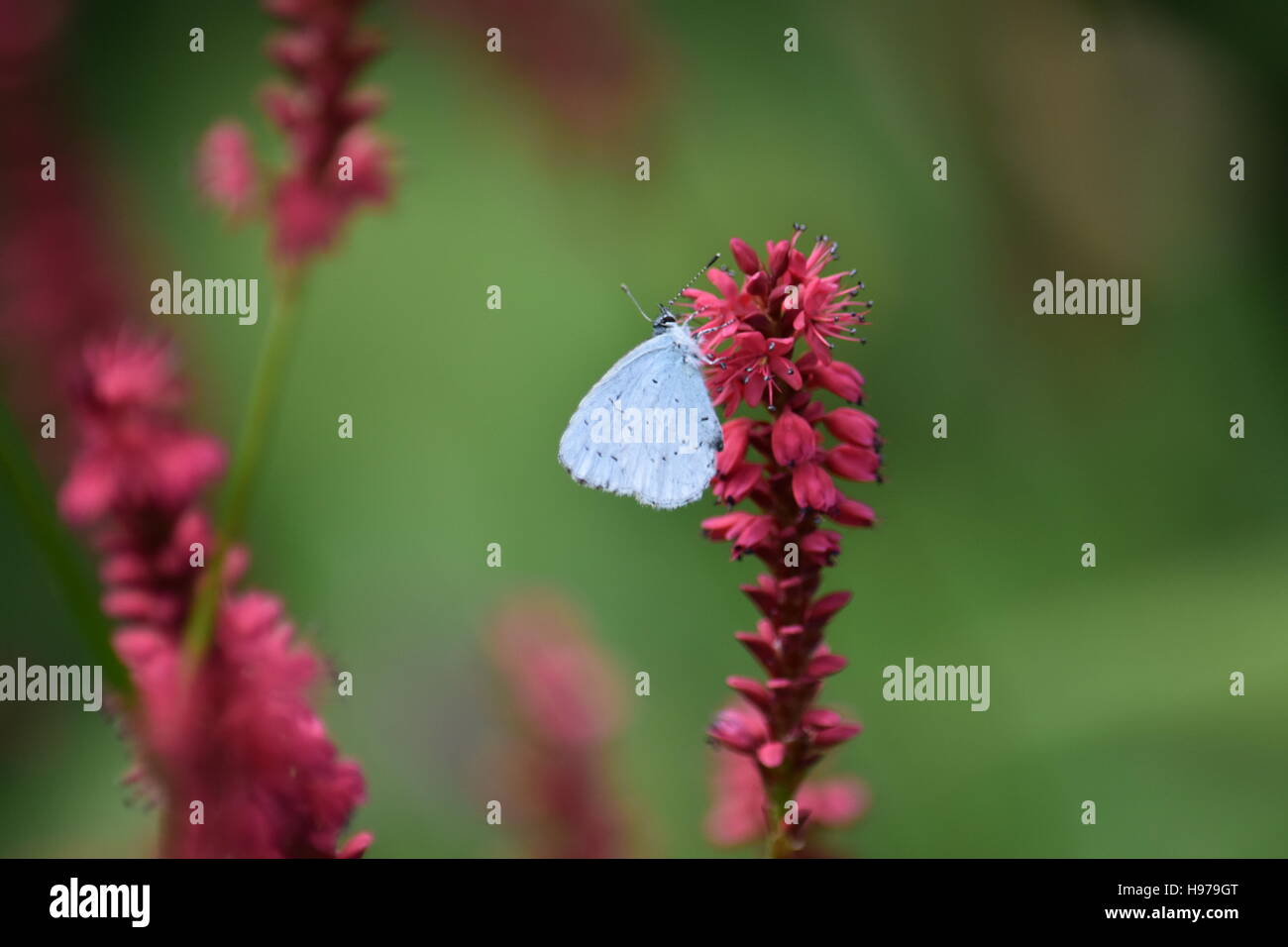 blauwtje, vlinder, natuur, Nieuwpoort Stock Photo