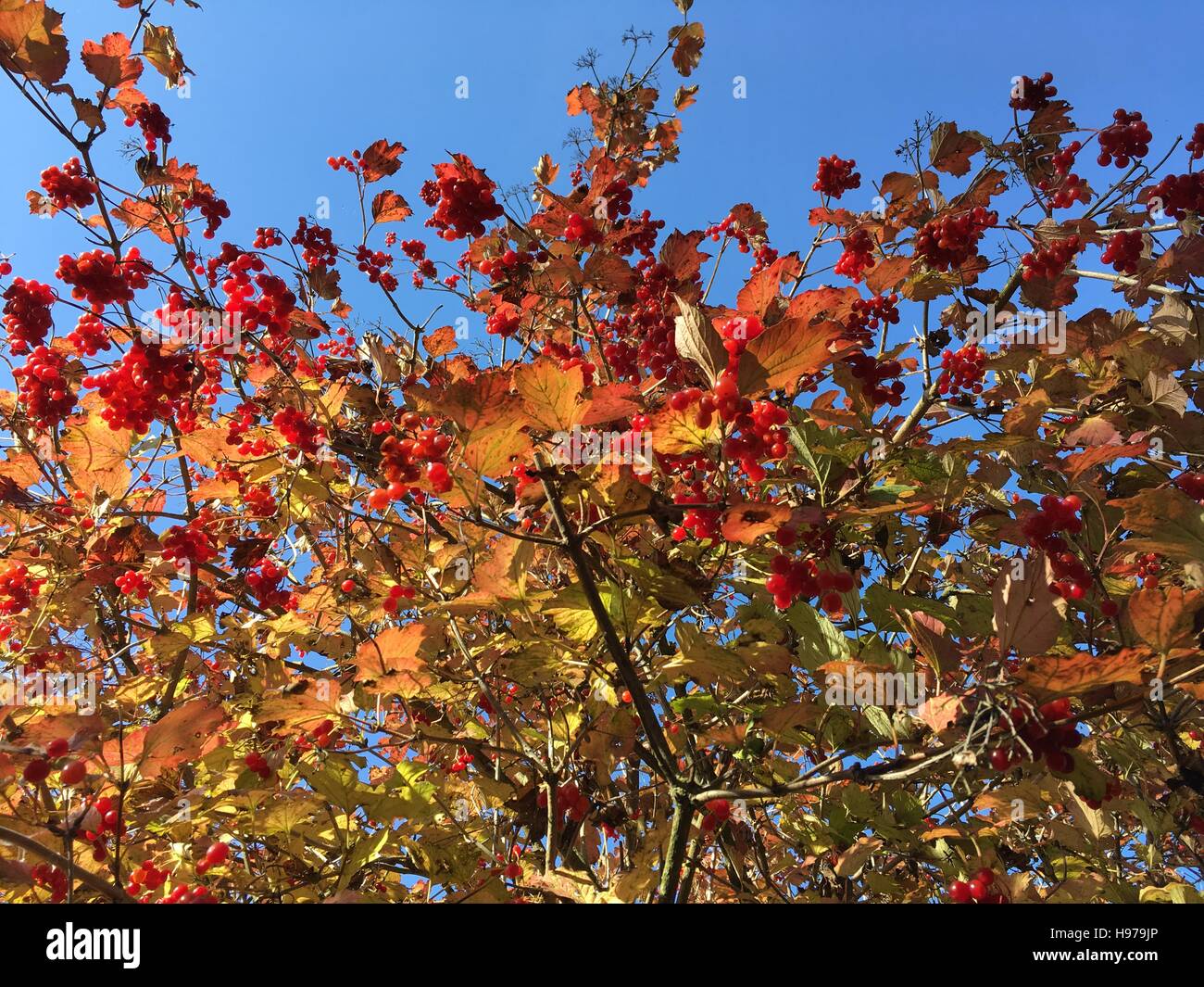 Natuur, herfst, West-Vlaanderen, Nieuwpoort Stock Photo