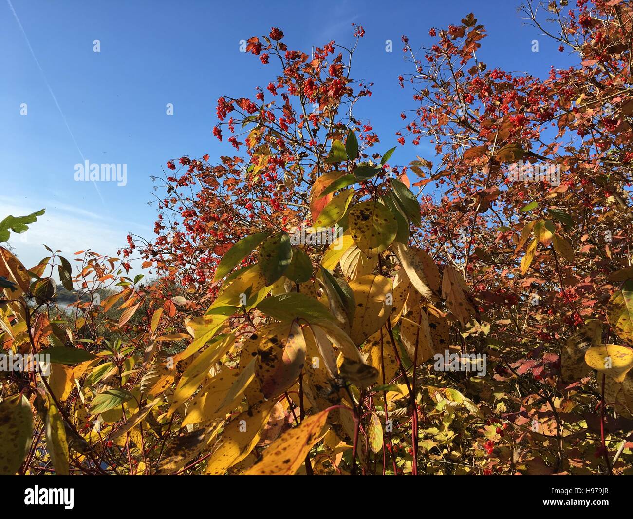 Natuur, herfst, West-Vlaanderen, Nieuwpoort Stock Photo