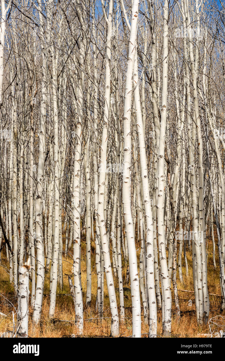Tall white barked Aspen trees in fall Stock Photo