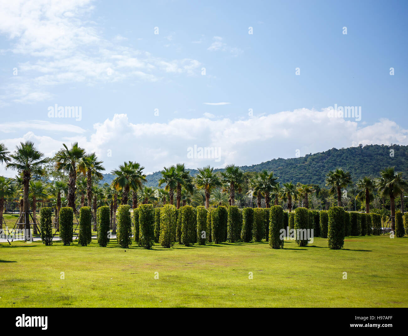 palm tree in garden Stock Photo - Alamy