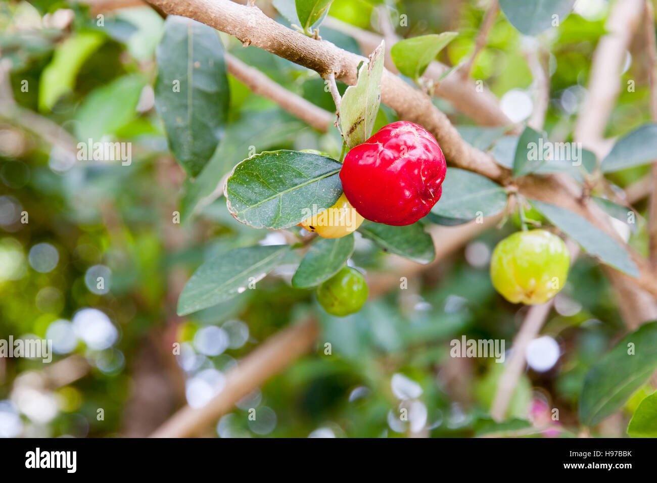 Barbados cherry (Malpighia glabra L.) fresh in garden Stock Photo