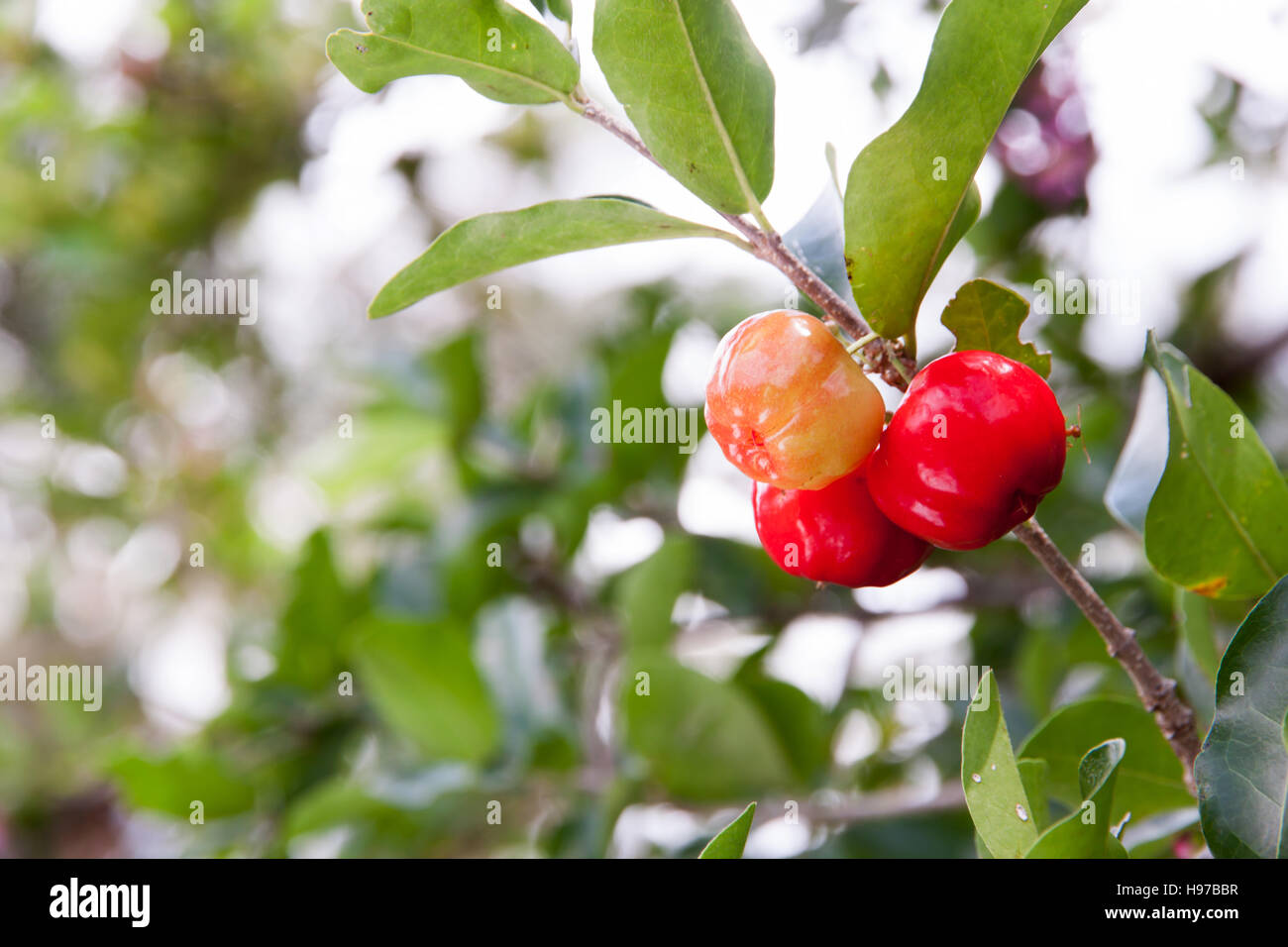 Barbados cherry (Malpighia glabra L.) fresh in garden Stock Photo