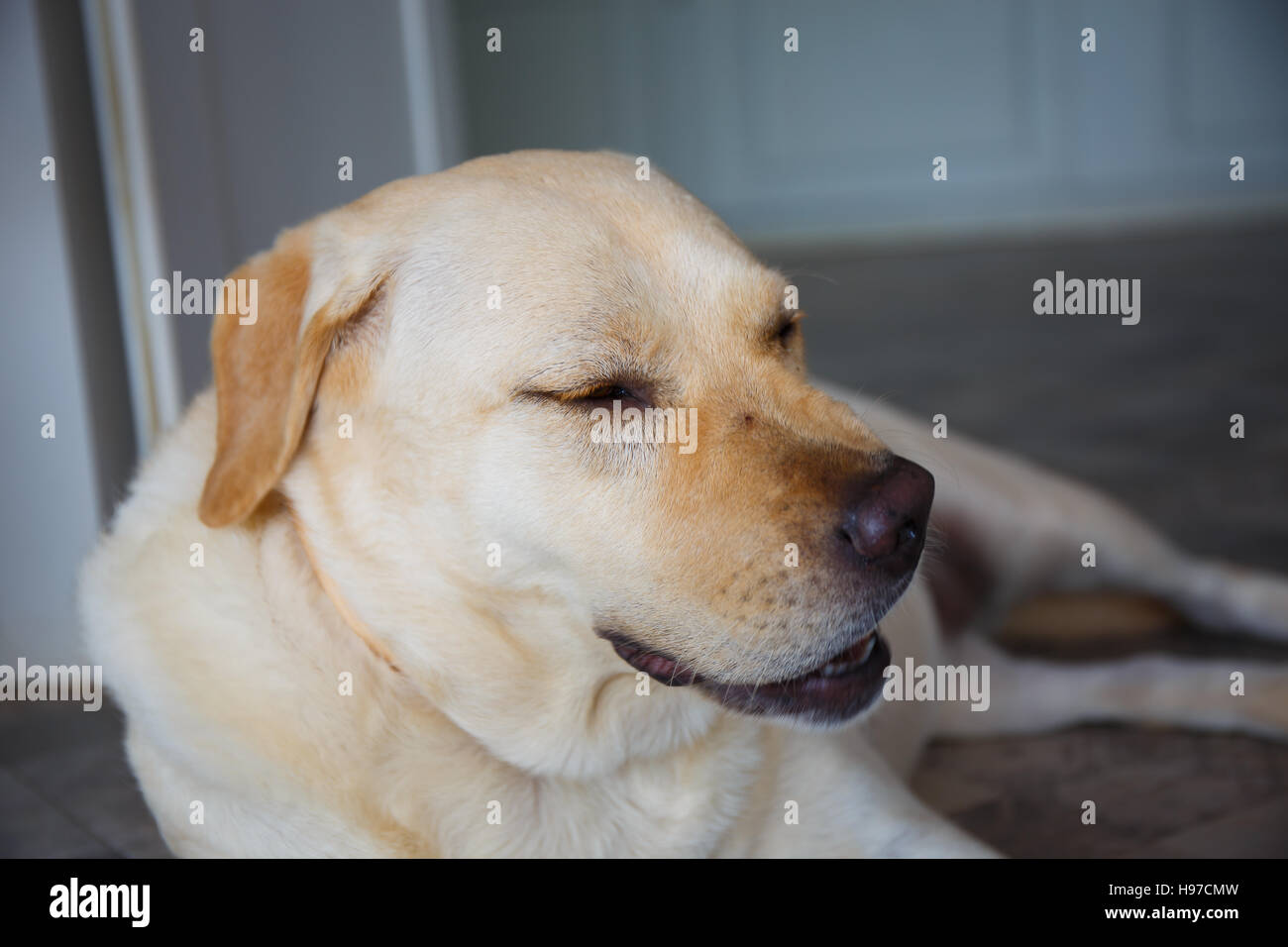 dog is sleeping beside the door Stock Photo Alamy