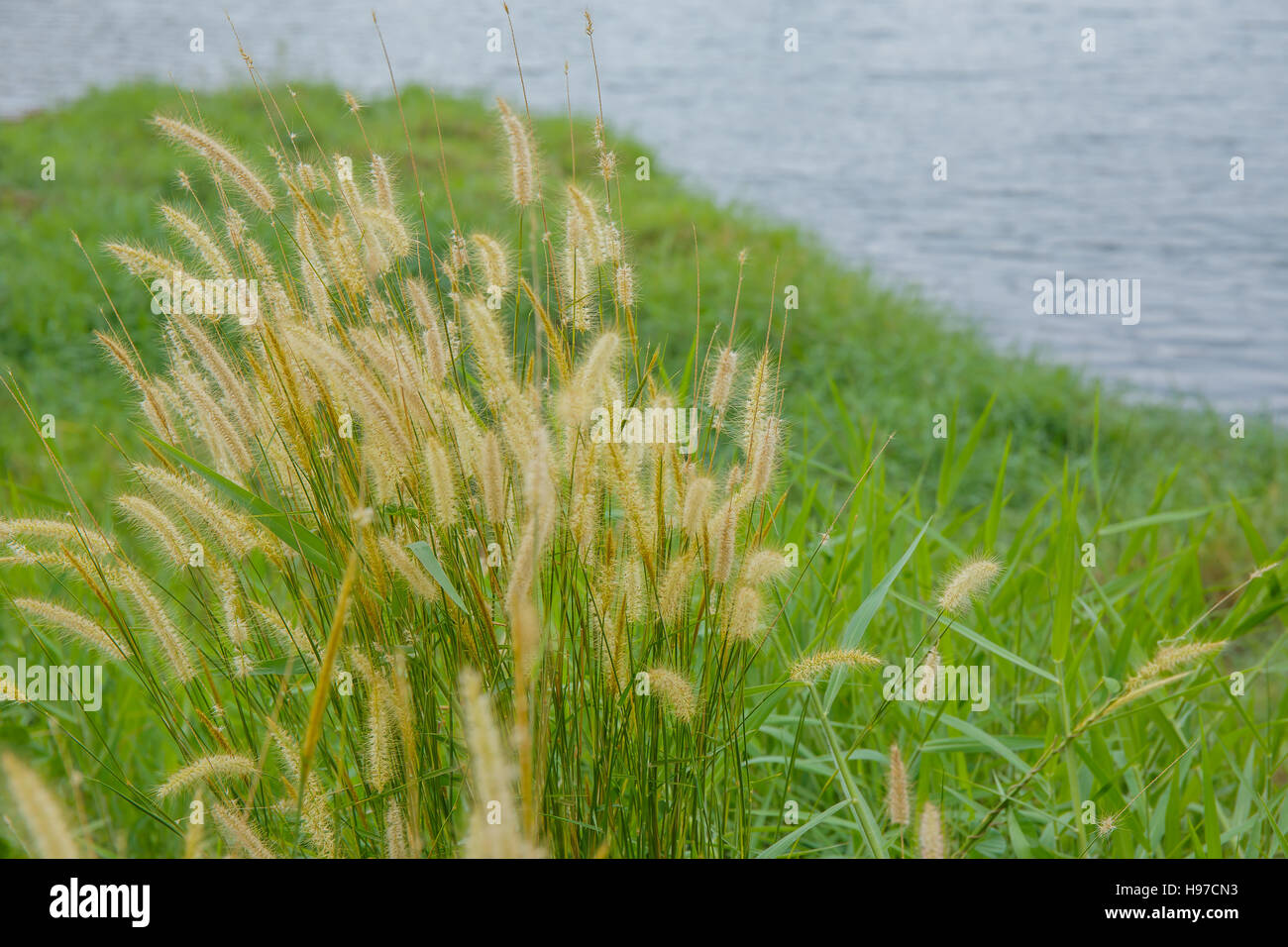 Close up Poaceae grass flower countryside of thailand Stock Photo