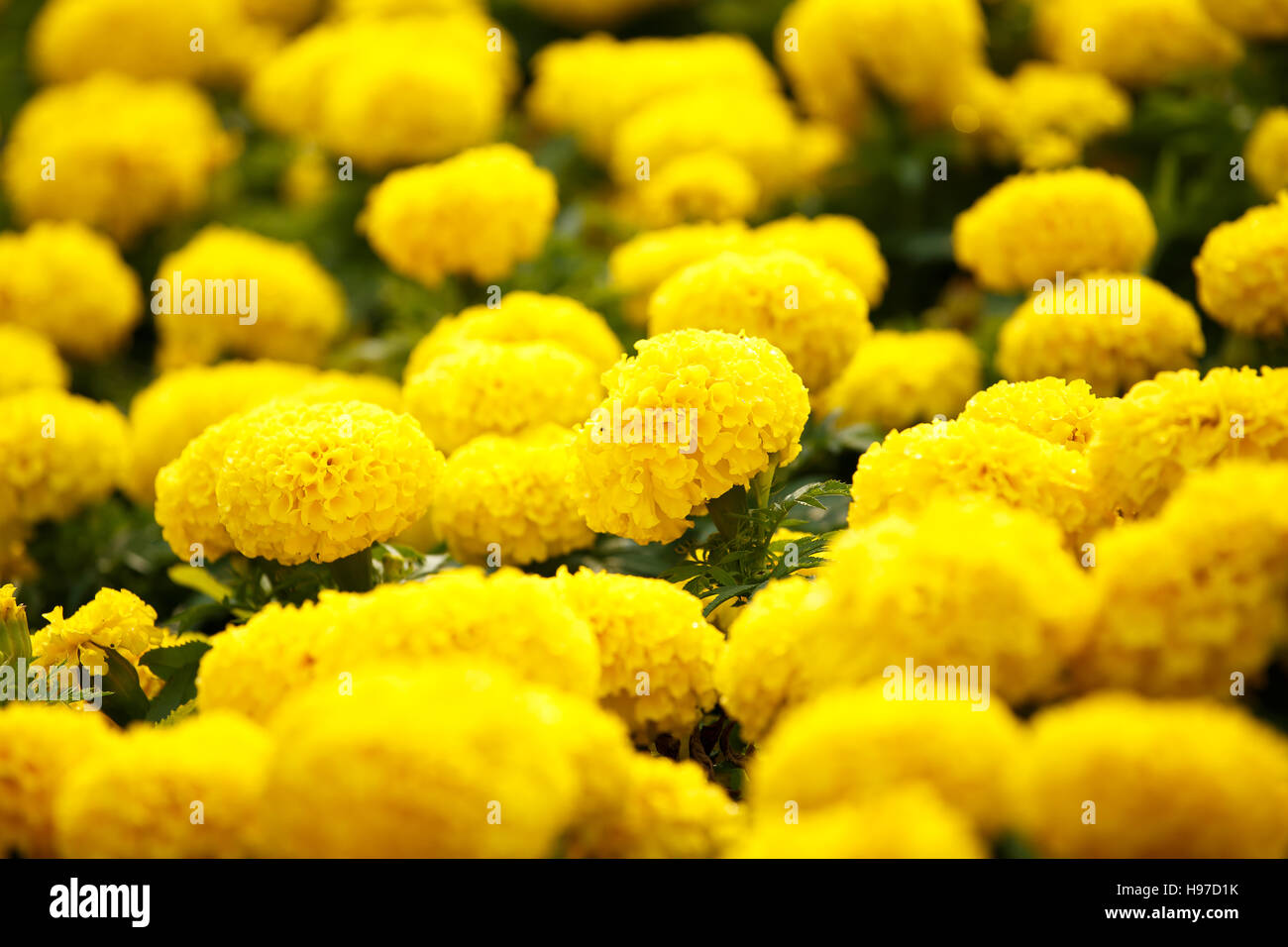 Marigolds flower in garden Stock Photo