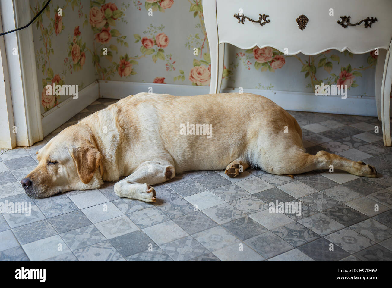 dog is sleeping beside the door Stock Photo Alamy