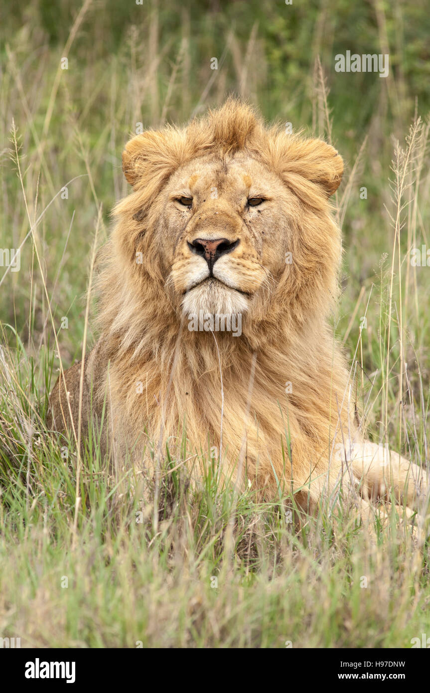 Male lion with a blonde mane, portrait (Panthera leo), Serengeti National Park, Tanzania Stock Photo
