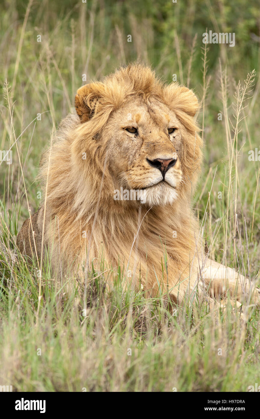 Male lion with a blonde mane, portrait (Panthera leo), Serengeti National Park, Tanzania Stock Photo