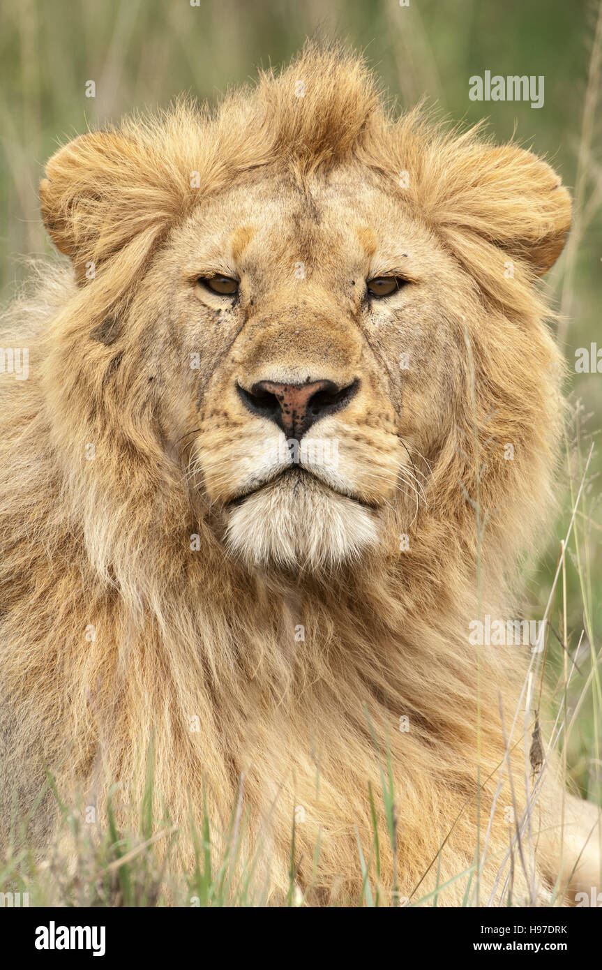 Blond mane hi-res stock photography and images - Alamy