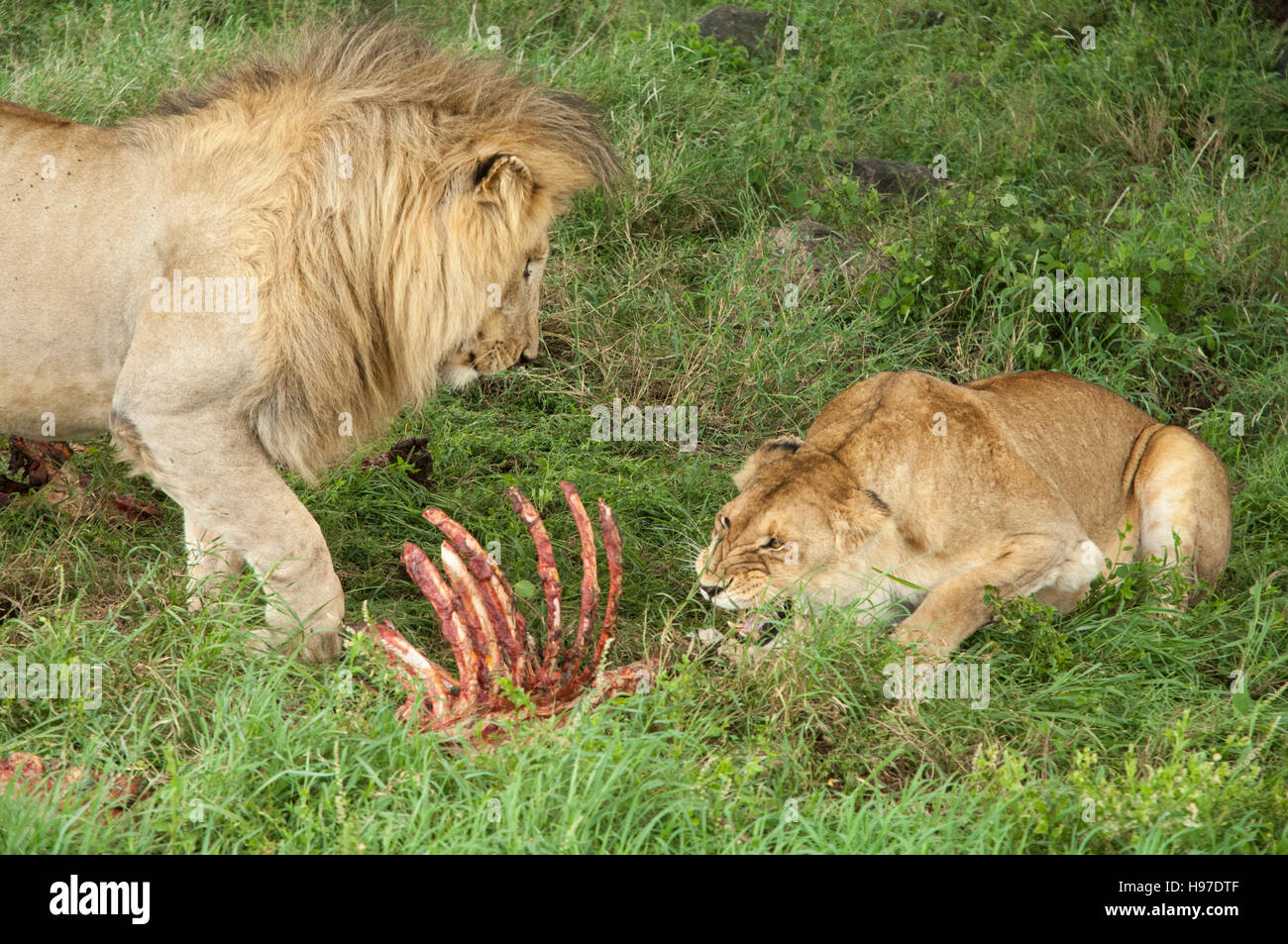 Lioness showing submissive behavior spitting at dominant male (Panthera leo), Serengeti National Park, Tanzania Stock Photo