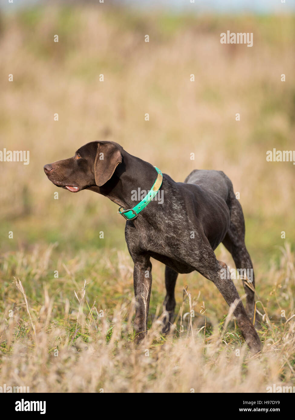 A German Shorthair Pointer out training Stock Photo Alamy