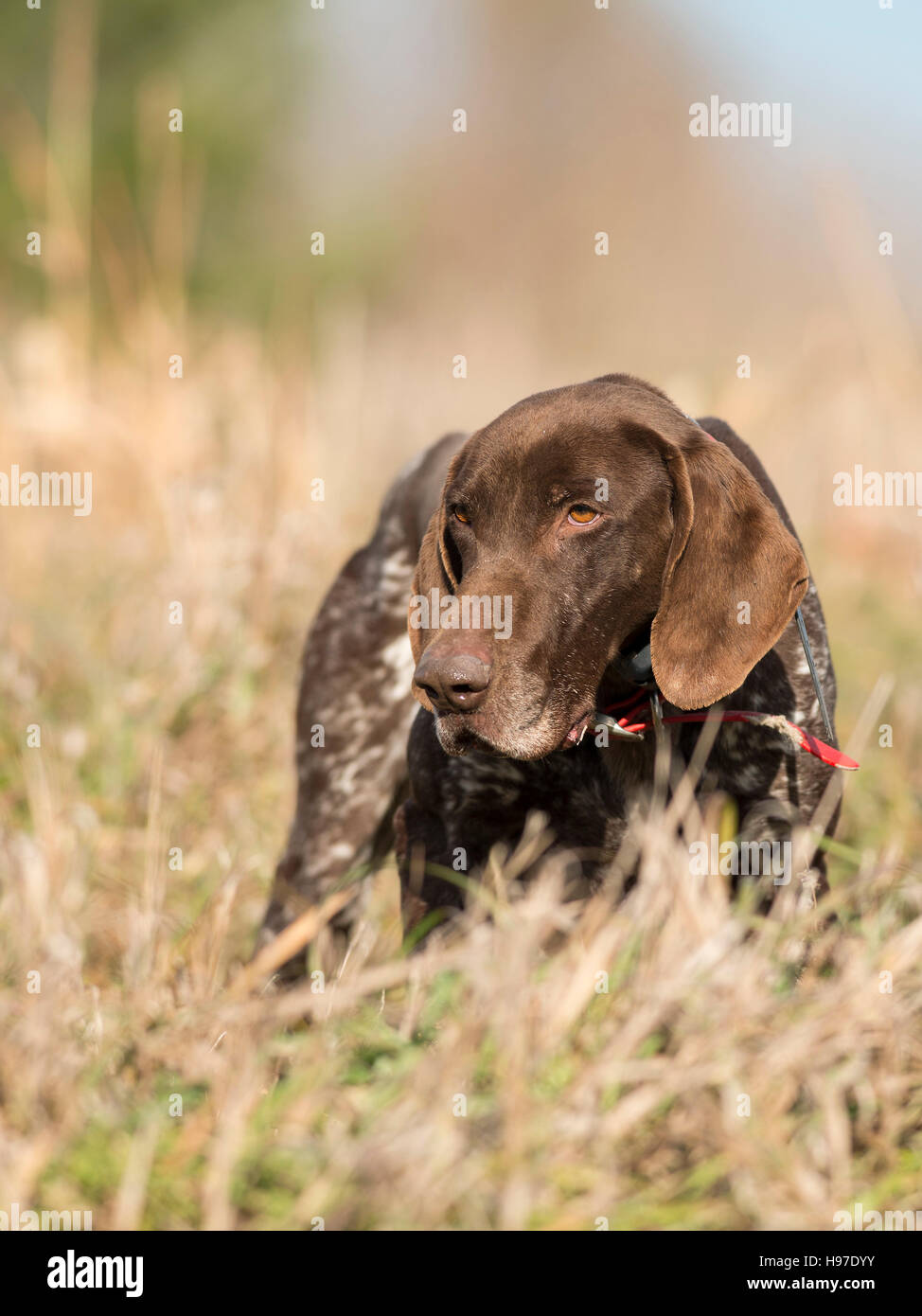 A German Shorthair Pointer out training Stock Photo Alamy