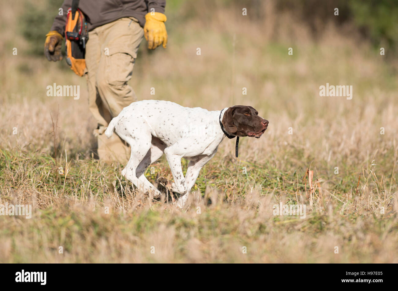 A German Shorthair Pointer out training Stock Photo Alamy