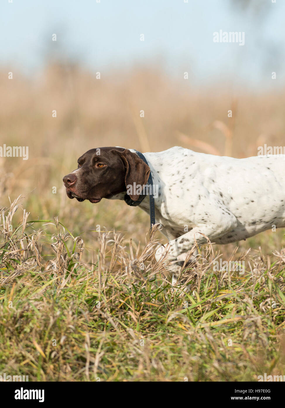 A German Shorthair Pointer out training Stock Photo Alamy