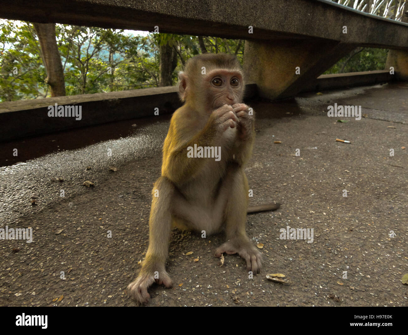 A lonely male long-tail mountain monkey sitting on gravel platform ...