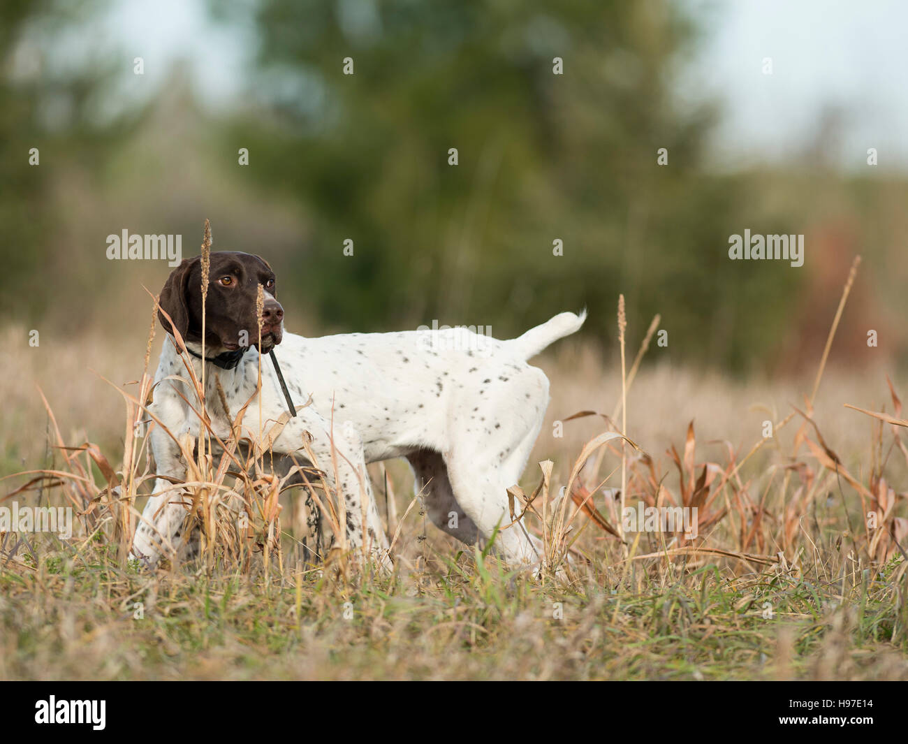 A German Shorthair Pointer out training Stock Photo