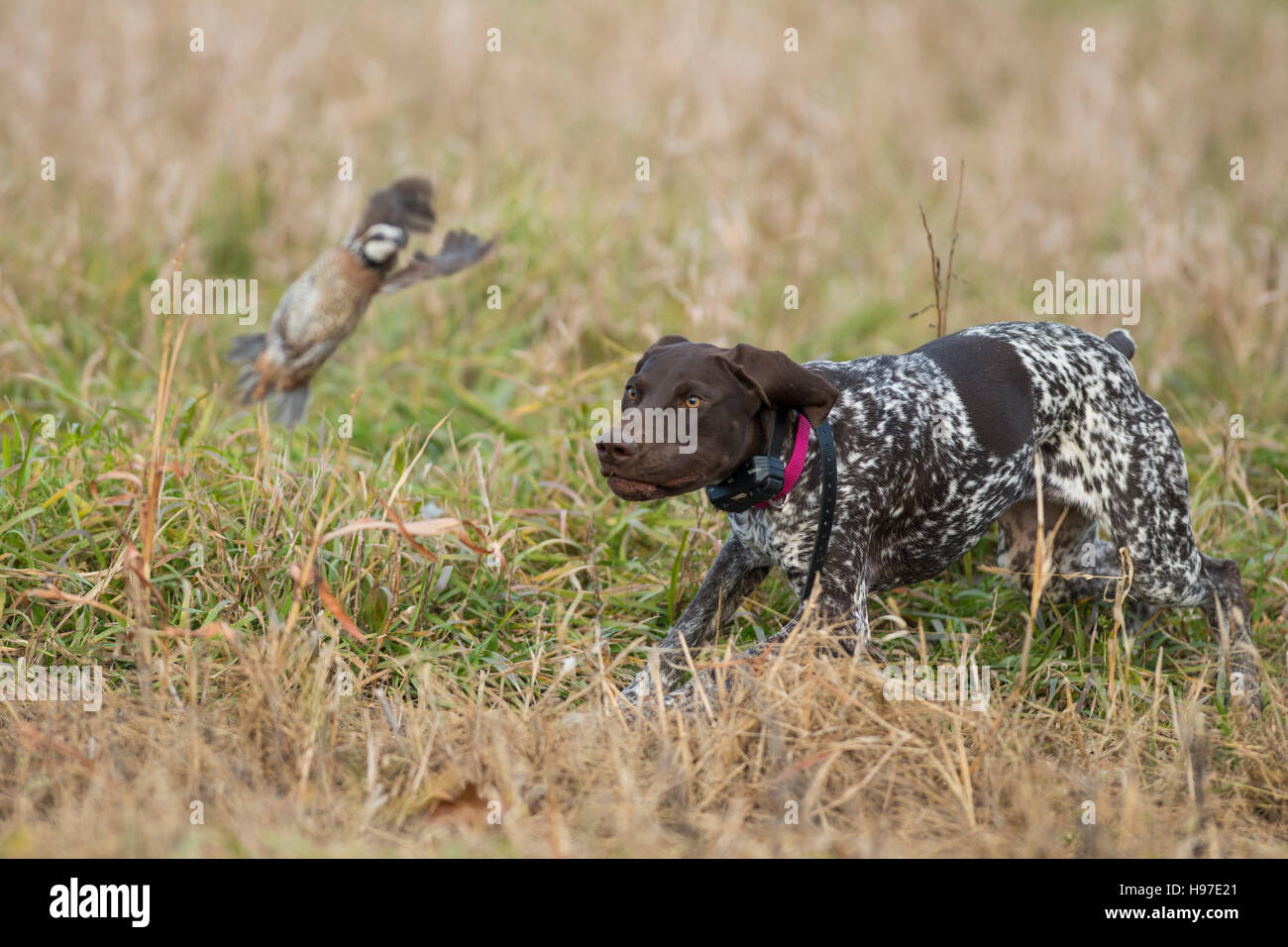A hunting dog flushing a Bobwhite Quail Stock Photo - Alamy