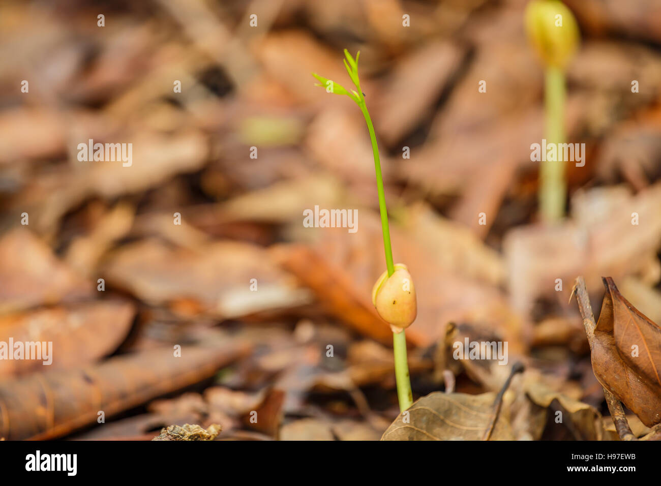 Seeds germinate in the wild Stock Photo