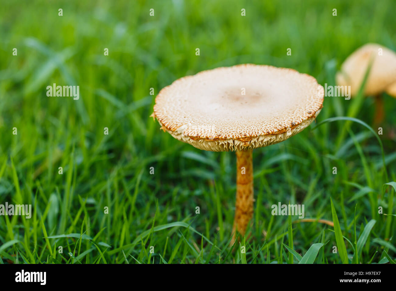 Mushroom in the tropical forests . Stock Photo