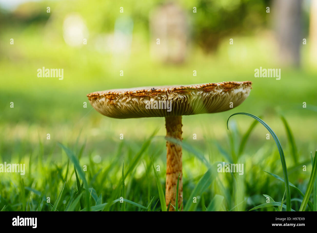Mushroom in the tropical forests . Stock Photo